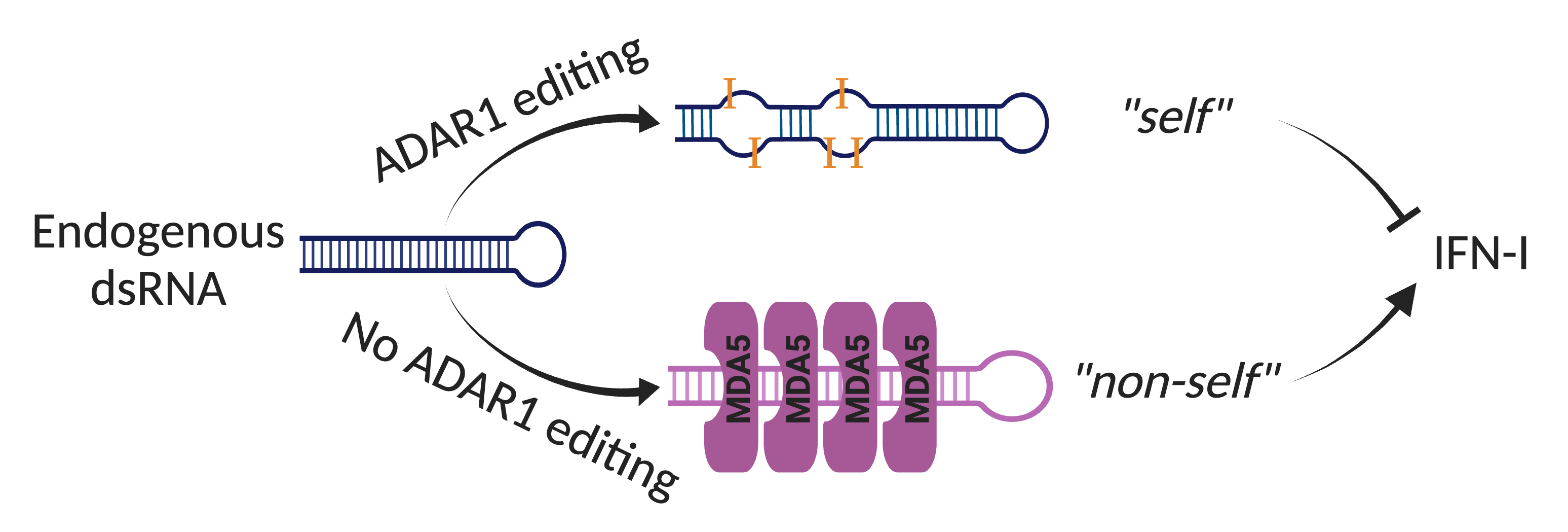 The ADAR1-dsRNA-MDA5 axis