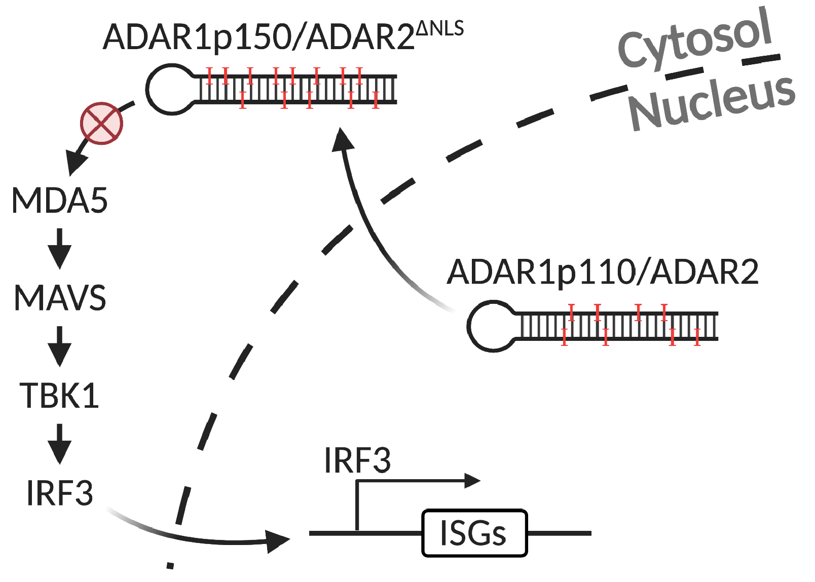 ADAR1 editing is necessary for only a small subset of cytosolic dsRNAs to evade MDA5-mediated autoimmunity